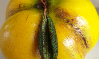Afbeelding De Fruitkwekerij